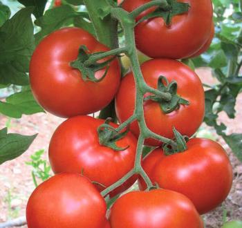 Tomato Vilmorin