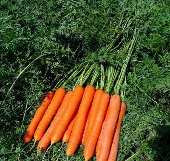 Speedo F1 Carrots Vilmorin
