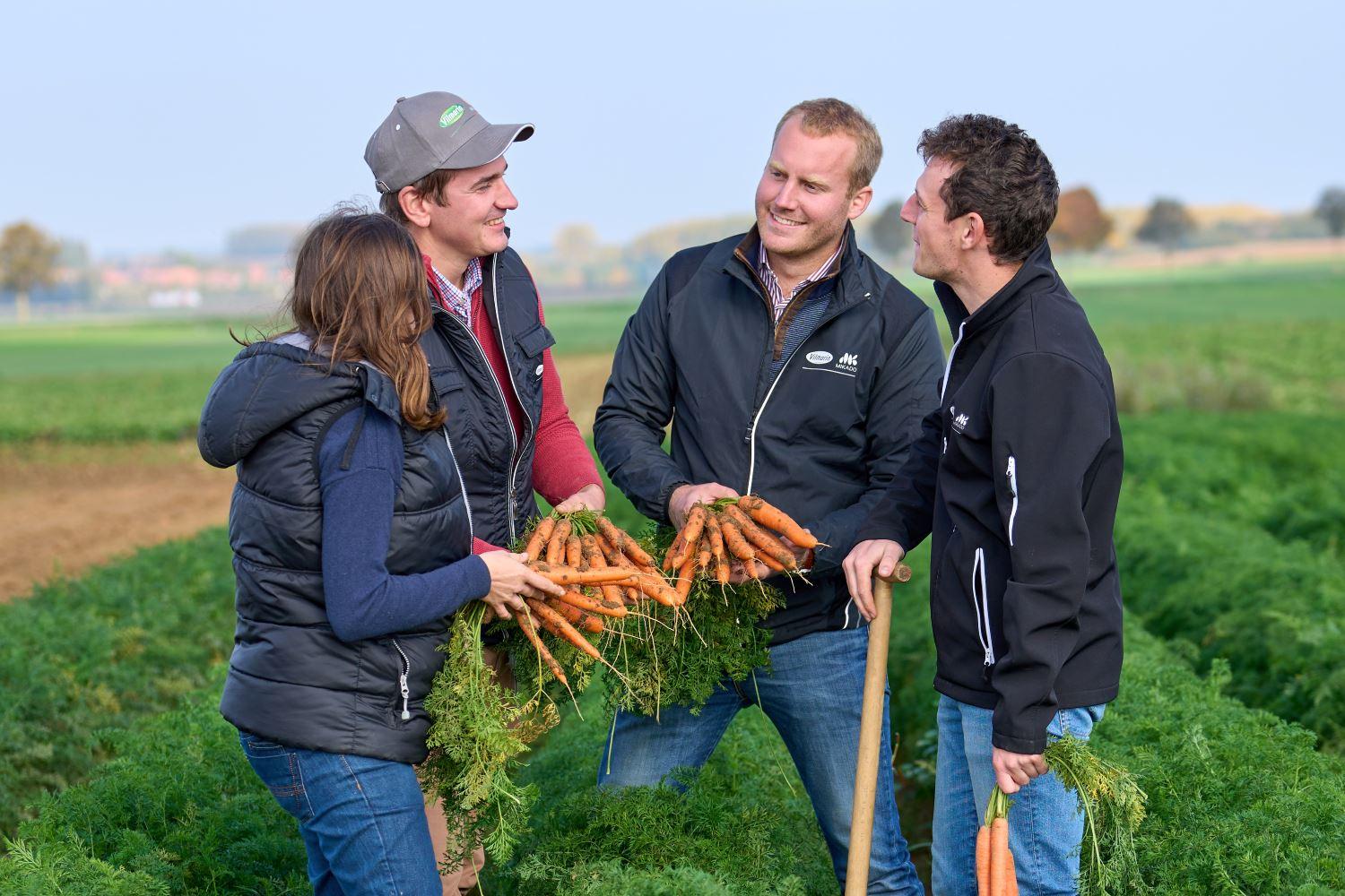 Vilmorin Carrots Field