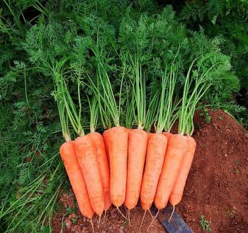 Diamento Carrots Vilmorin