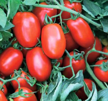 Retana Tomato Vilmorin