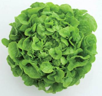 Cuelio Lettuce Vilmorin