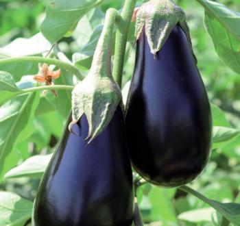 Mirvalle Eggplant Vilmorin