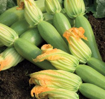 Squash Vilmorin