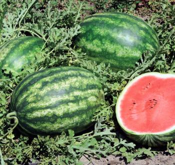 Watermelon Vilmorin