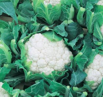 Boris Cauliflower Vilmorin