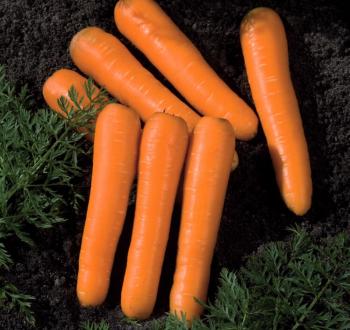 Carrots Vilmorin