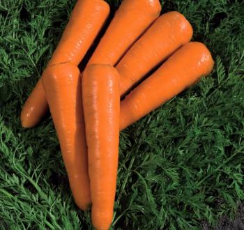 Sylvano F1 Carrots Vilmorin
