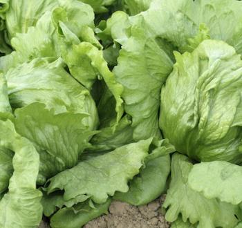 Lettuce Vilmorin