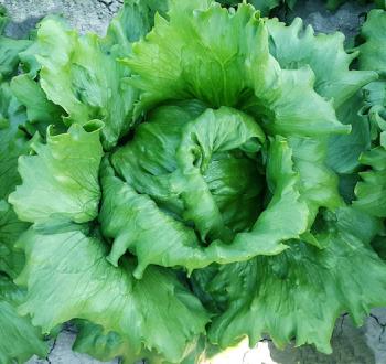 Lettuce Vilmorin