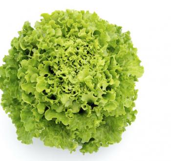 Maradon Lettuce Vilmorin