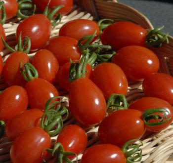 Aligote Tomato Vilmorin