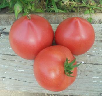 Tomato Vilmorin