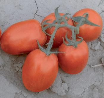Фото нескольких плодов томата