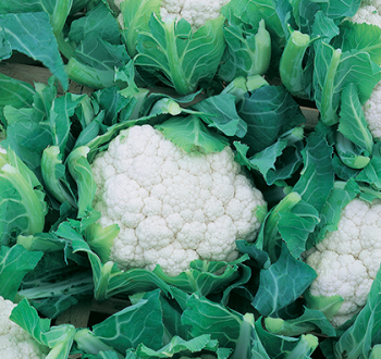 Cauliflower Bodilis F1 Vilmorin