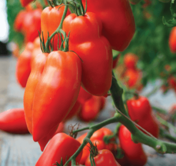 Фото нескольких плодов томата