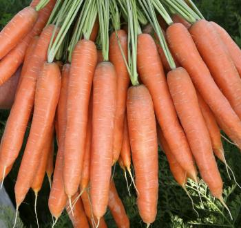 Presto Carrots Vilmorin