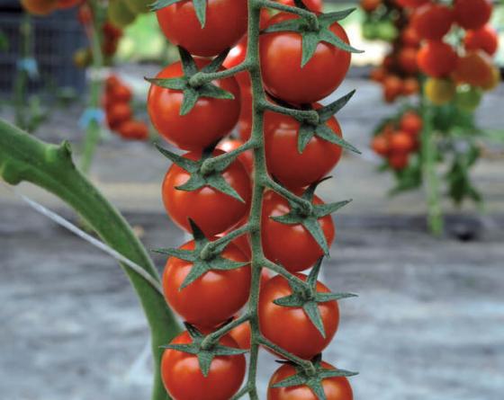 Tomato Vilmorin