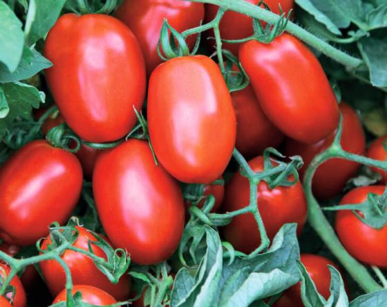 Retana Tomato Vilmorin