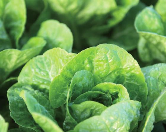 Capoeira Romaine Vilmorin