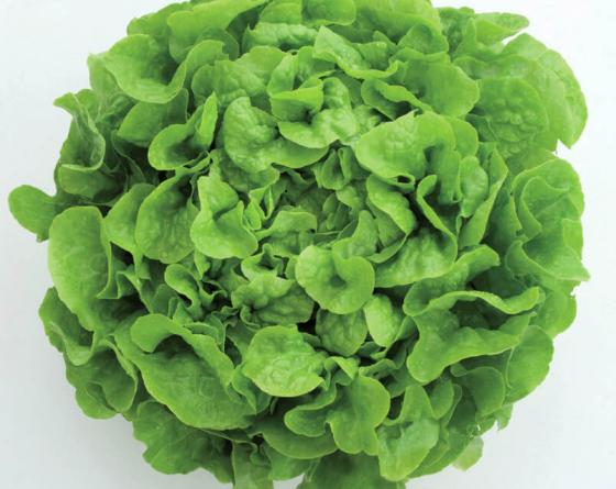 Cuelio Lettuce Vilmorin