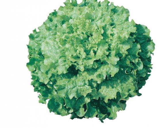 Lettuce Vilmorin