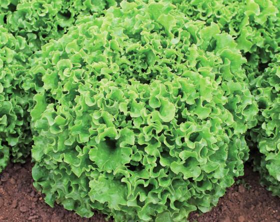 Lettuce Vilmorin