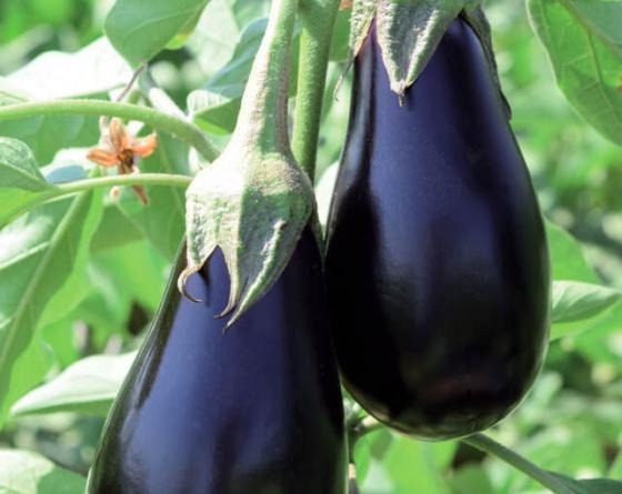 Mirvalle Eggplant Vilmorin