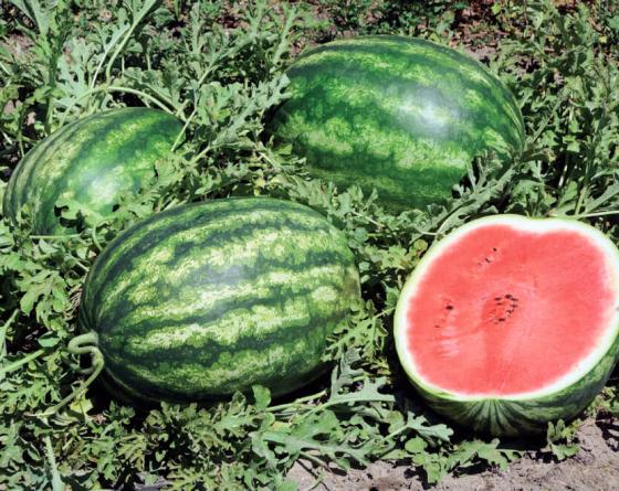 Watermelon Vilmorin