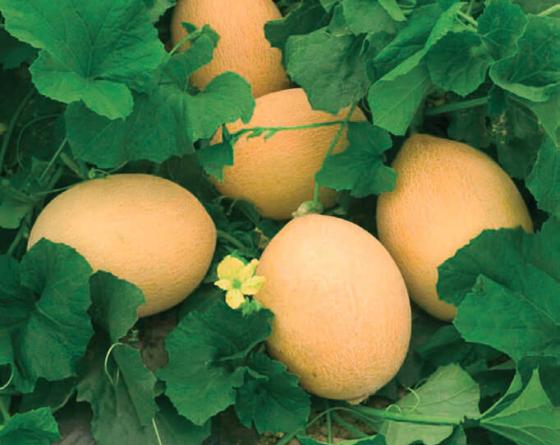 Дыня Нур Melon Vilmorin Nour
