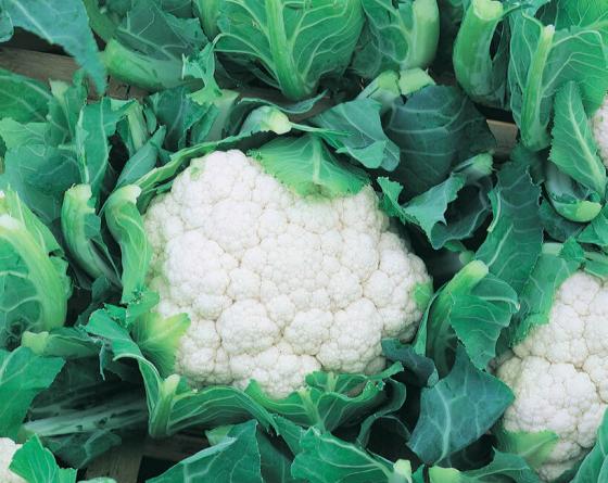 Boris Cauliflower Vilmorin