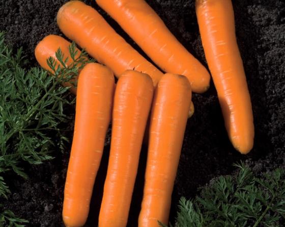 Carrots Vilmorin