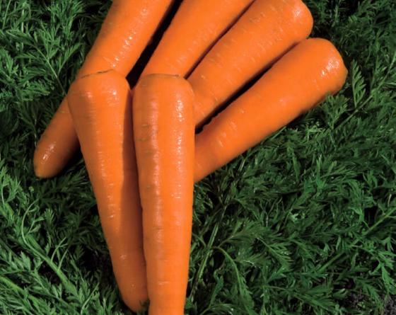 Sylvano F1 Carrots Vilmorin
