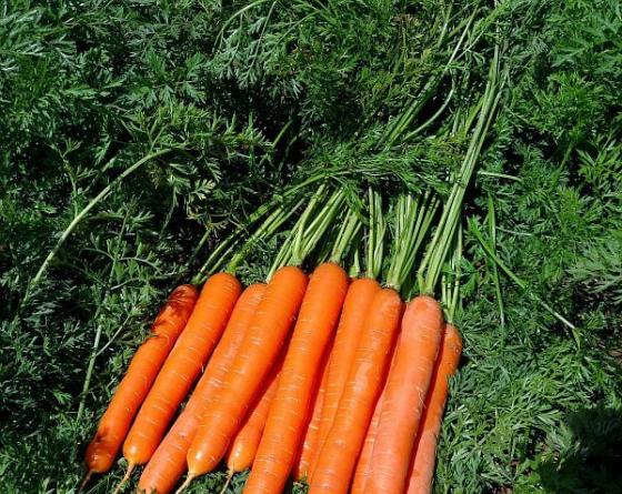 Фото моркови на поле Speedo F1 Carrots Vilmorin