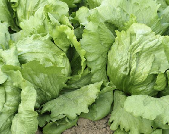 Балерон Lettuce Vilmorin