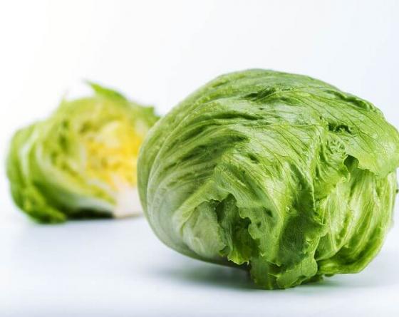 Чаконер Iceberg Vilmorin