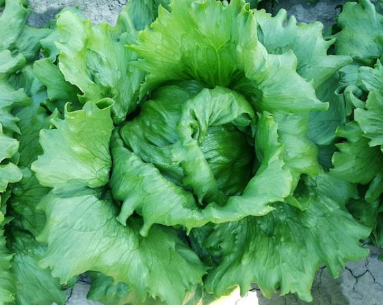 Фото салата на поле Lettuce Vilmorin