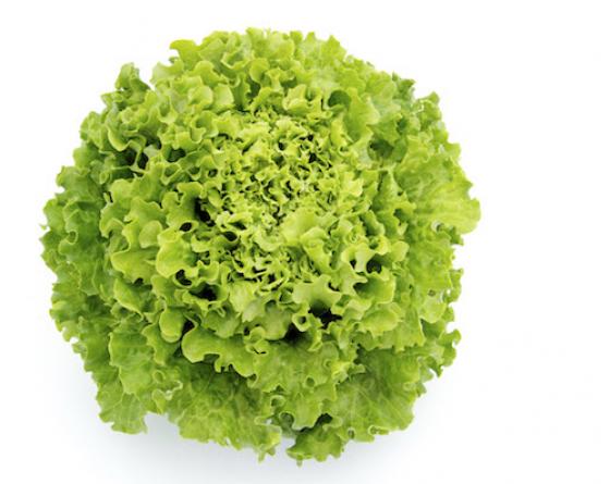 Maradon Lettuce Vilmorin