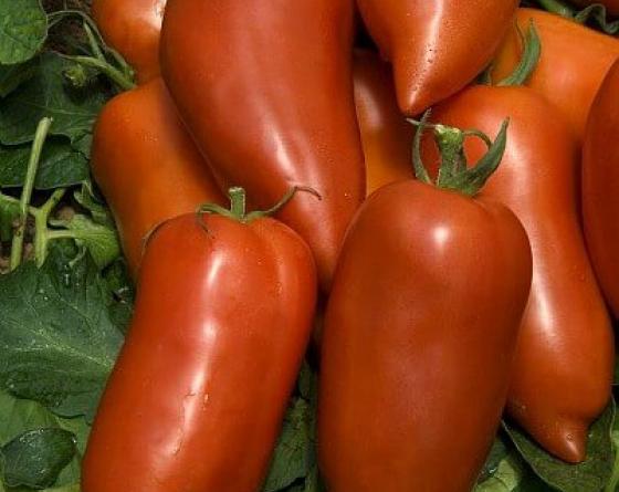 Фото томата Корнабель Cornabel Tomato Vilmorin