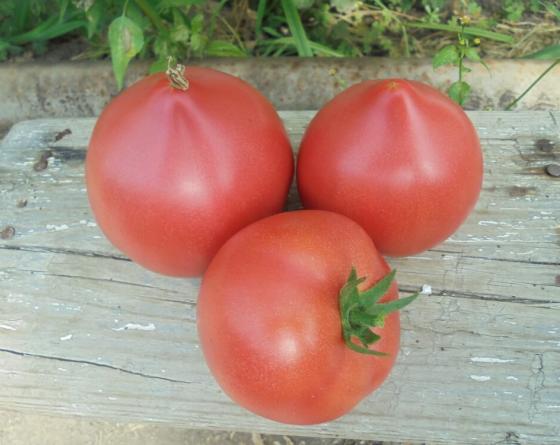 Фото томата Пинк Форвард Tomato Vilmorin