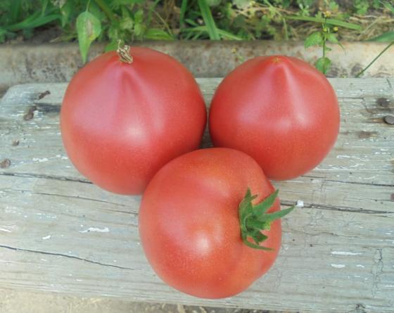 Tomato Vilmorin