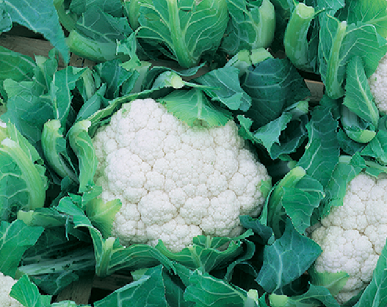 Cauliflower Bodilis F1 Vilmorin