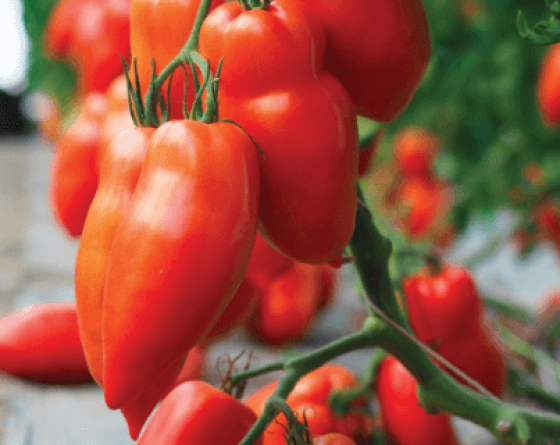 Фото нескольких плодов томата