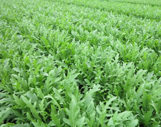 Рукола Примарис Вильморин Lettuce Vilmorin