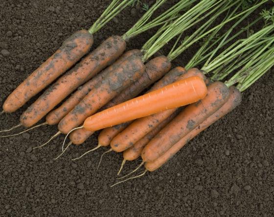 Exelso Carrots F1 Vilmorin