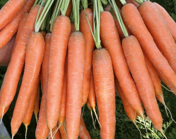 Presto Carrots Vilmorin
