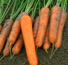 Your global carrot expert