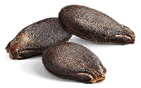 Watermelon Seed Vilmorin